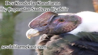 Photo of Dev Kondorlar Kanatlarını Hiç Çırpmadan Saatlerce Uçabilir