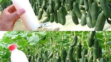 Photo of Bahçenizdeki her salatalık için sadece bir çorba kaşığı