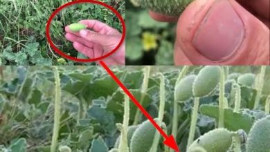 Photo of Doğada Kendiliğinden Yetişir