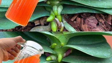 Photo of Ayda sadece 1 fincan yeterli olacaktır