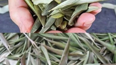 Photo of Kurutulmuş Zeytin Yaprağındaki