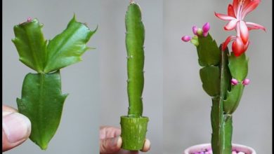 Photo of Kaktüs Orkidesinin Saplarından Nasıl Çoğaltılacağı