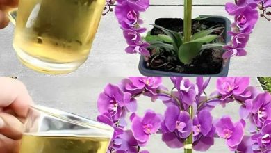 Photo of orkide çiçekleri