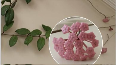 Photo of Balmumu çiçeği nasıl yetiştirilir