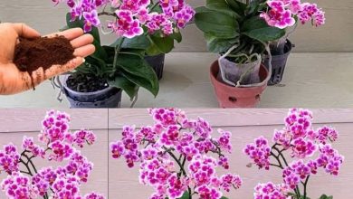 Photo of Sayısız çiçekleriniz açsın