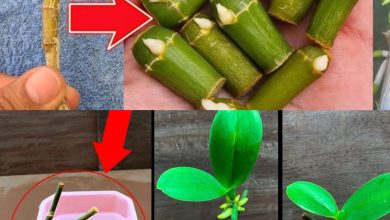 Photo of Bu sırrı bilmek bahçenizde milyonlarca orkidenin büyümesini sağlayacaktır