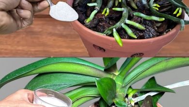 Photo of Kökün üzerine bir çorba kaşığı serpin ve orkide bir an durmadan büyüyecektir.