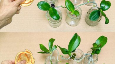 Photo of Sarı Orkide Yaprakları Nasıl Tedavi Edilir: Doğal Yöntem