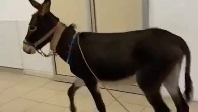 Photo of Bir Eşek Hikayesi