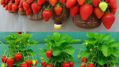Photo of Çilek Saksıda Nasıl Yetişir