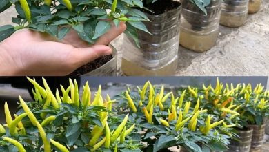 Photo of Biberleri böyle ekersen çok zengin ve bereketli bir hasat alırsın