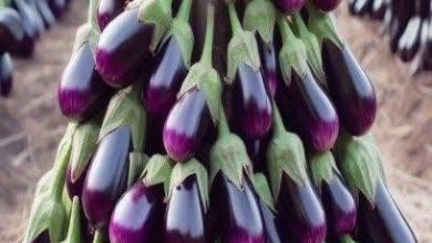 Photo of Çiftçilerin yöntemiyle patlıcanları