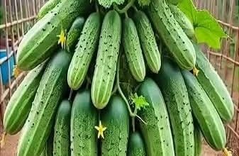 Photo of Bahçenizdeki her salatalık için sadece bir çorba kaşığı