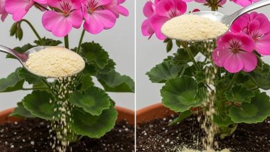 Photo of Bu malzeme ile çok güçlü köklere ve sürekli gür çiçeklere sahip olacaksınız.