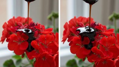 Photo of Bu malzeme ile çok güçlü köklere ve sürekli gür çiçeklere sahip olacaksınız.