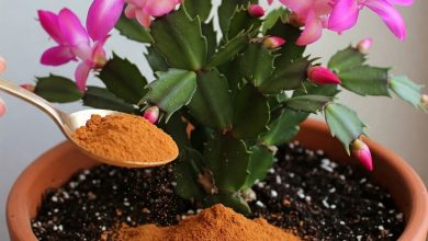 Photo of Bu malzeme ile çok güçlü köklere ve sürekli gür çiçeklere sahip olacaksınız.