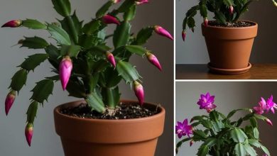 Photo of Yılbaşı Çiçeği Uzun süre dayanabilmesi için bunu yapın