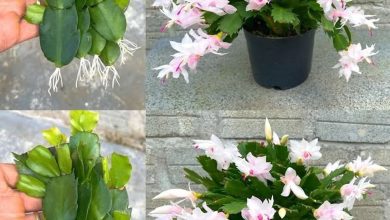 Photo of Yılbaşı Çiçeği Uzun süre dayanabilmesi için bunu yapın