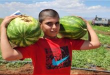 Photo of Karpuz Çekirdeği